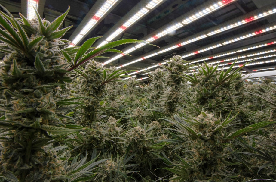 Usa Stock Etl Foldable 600 Watt Led Grow Light With 0 10v Dimming Knob For For Marijuana And Medical Plants (1)