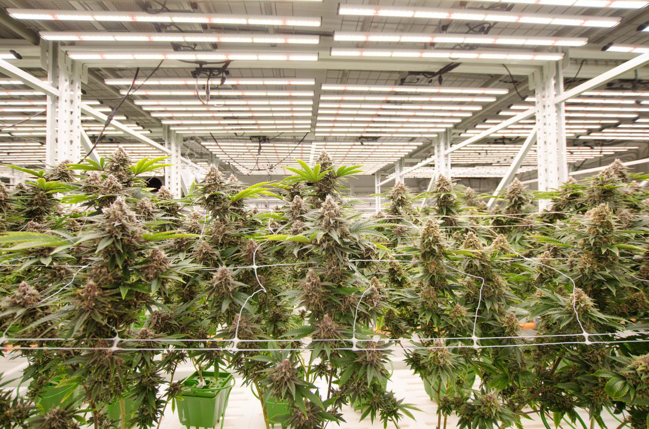 Usa Stock Etl Foldable 600 Watt Led Grow Light With 0 10v Dimming Knob For For Marijuana And Medical Plants (11)